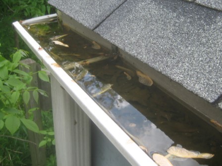 Gutter Clogged and Holding Water 